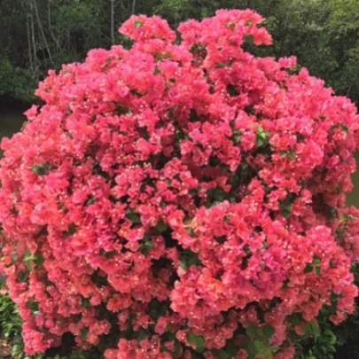 Full bloom pink flower bush