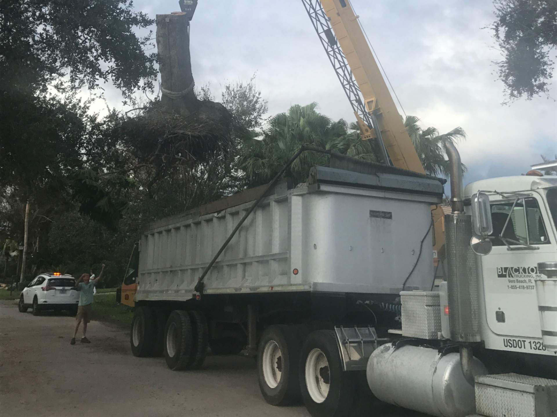 Tree removal