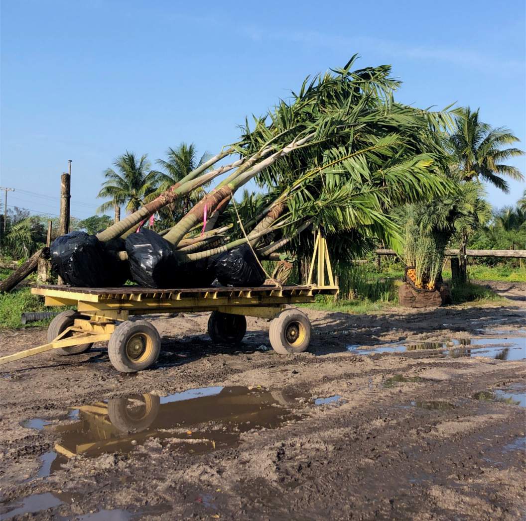 Palm trees being moved