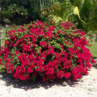 Bush of red flowers