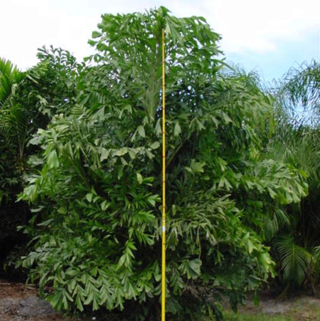 FIshtail Palm tree