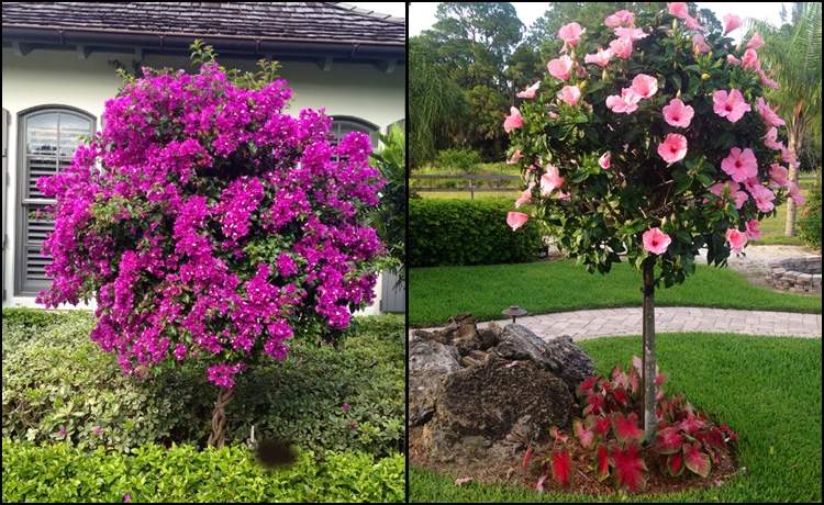 Purple flowers on the left, pink flowers on the right