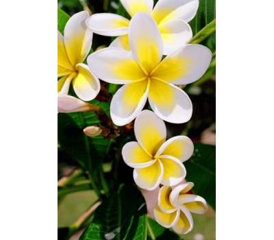 Plumeria