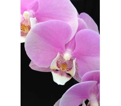 Phalaenopsis sanderiana