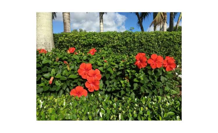 Hibiscus flowers