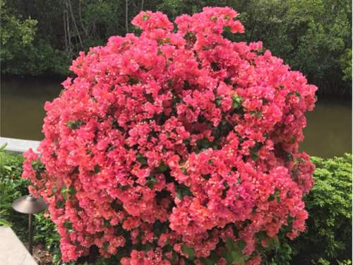 Bougainvellia