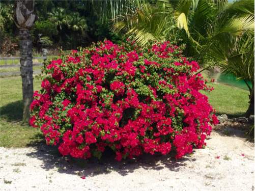 Garden phlox