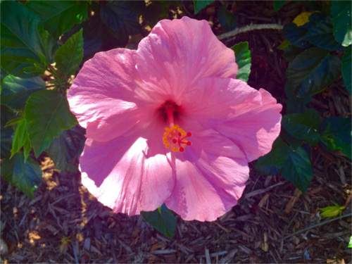 Hibiscus flower