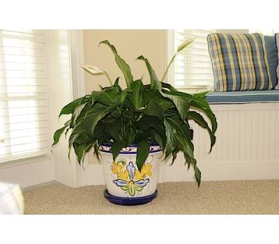 Houseplant